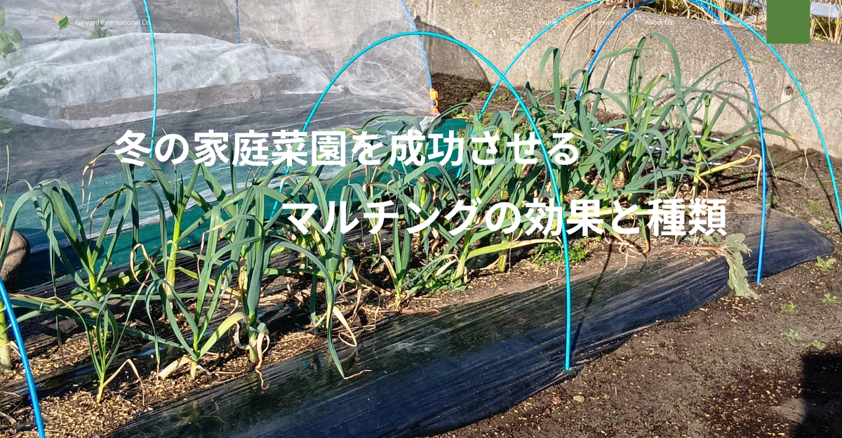 家庭菜園で冬野菜の防寒対策にマルチングをしている様子３