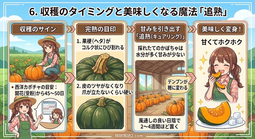 収穫のタイミングと美味しくなる魔法「追熟」