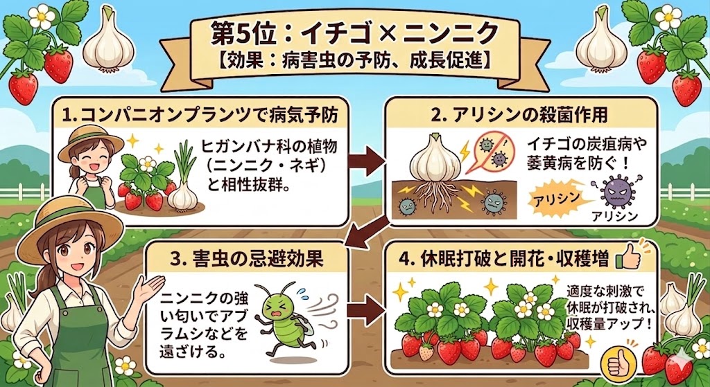 イチゴとニンニクのコンパニオンプランツ