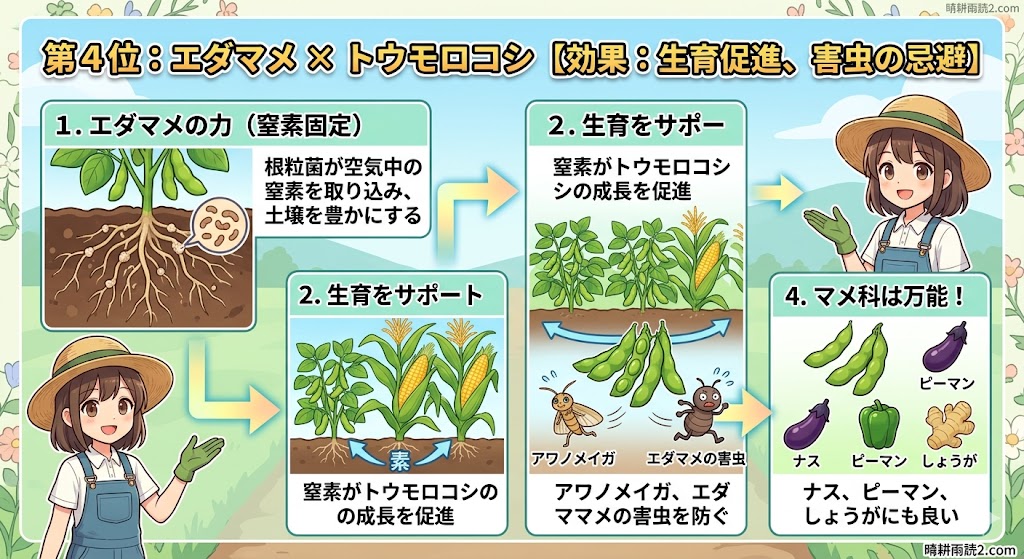 エダマメとトウモロコシのコンパニオンプランツ