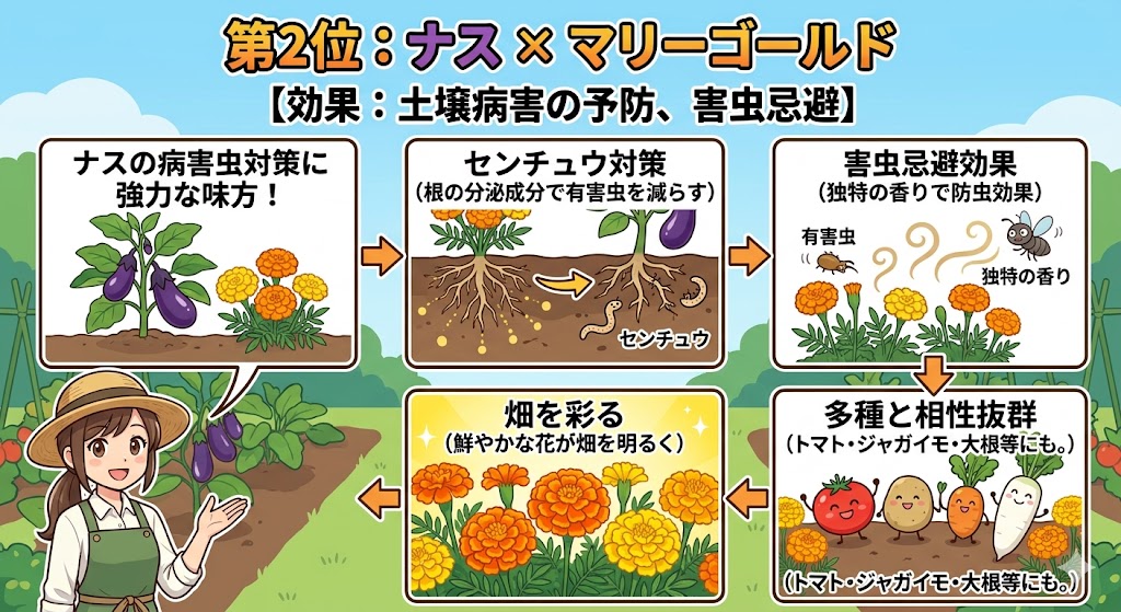 マリーゴールドとナスのコンパニオンプランツ