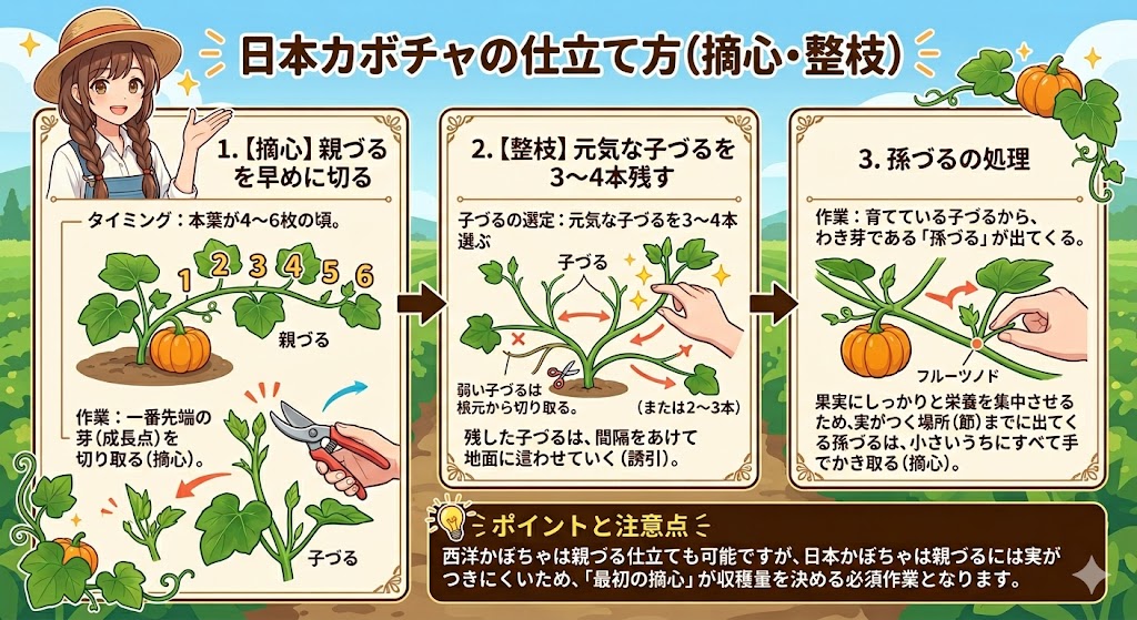 日本かぼちゃの仕立て方［摘芯・整枝）