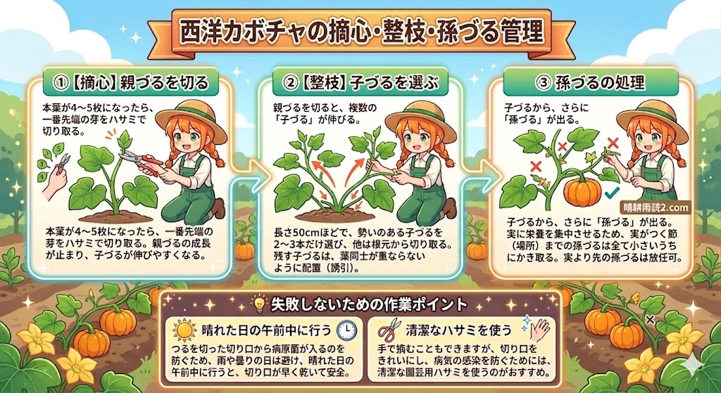 西洋カボチャの摘芯・整枝・孫づる管理