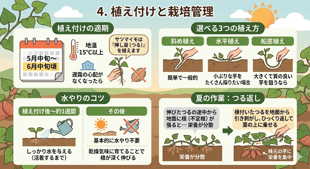植え付けと栽培管理