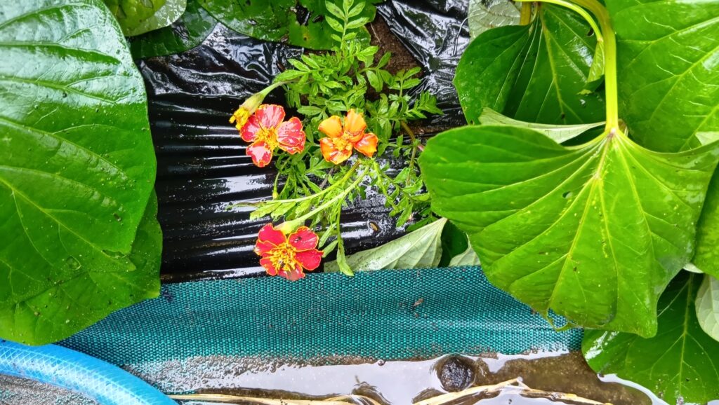 マリーゴールドの混植アップ画像